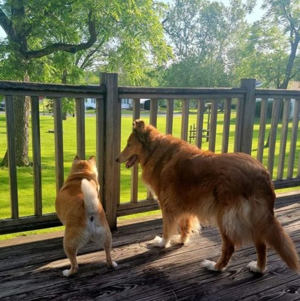 Meet your Posher, Amber